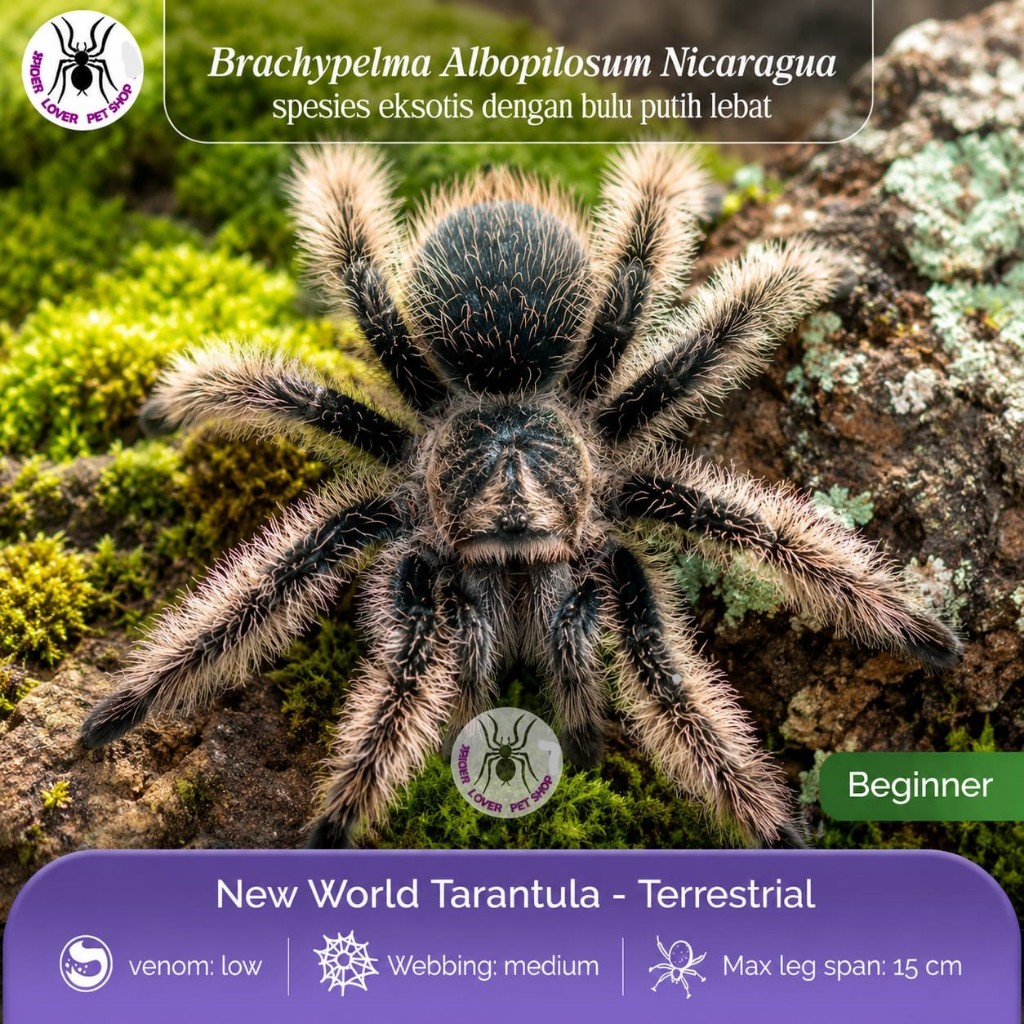 TARANTULA BRACHYPELMA ALBOPILOSUM NICARAGUA - MALE