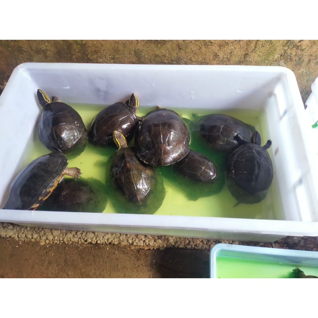 mainan Kura kura Ambon batok 15-19 cm
