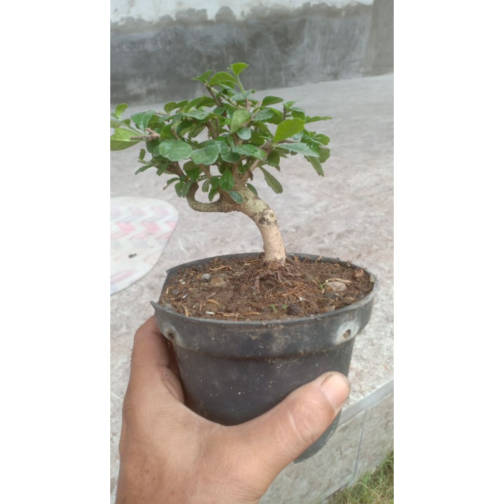 bahan bonsai hokiantea mame