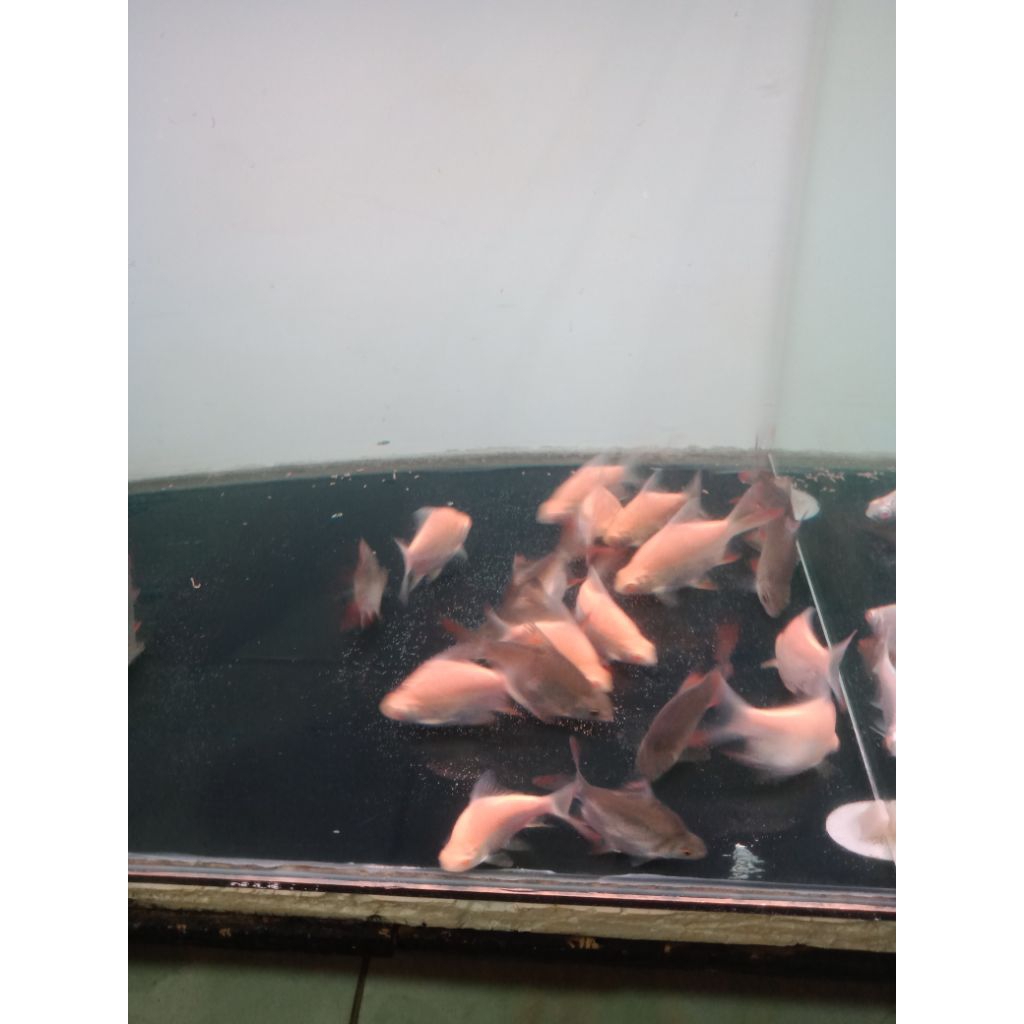 ikan tankmate kaviat shortbody albino dan green