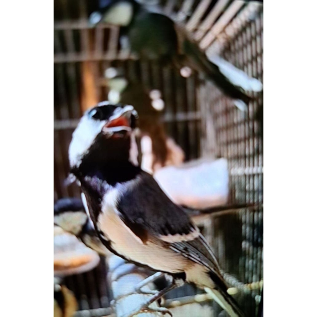 Burung Gelatik Batu Bakalan Pilihan Gesit Lincah dan Sehat