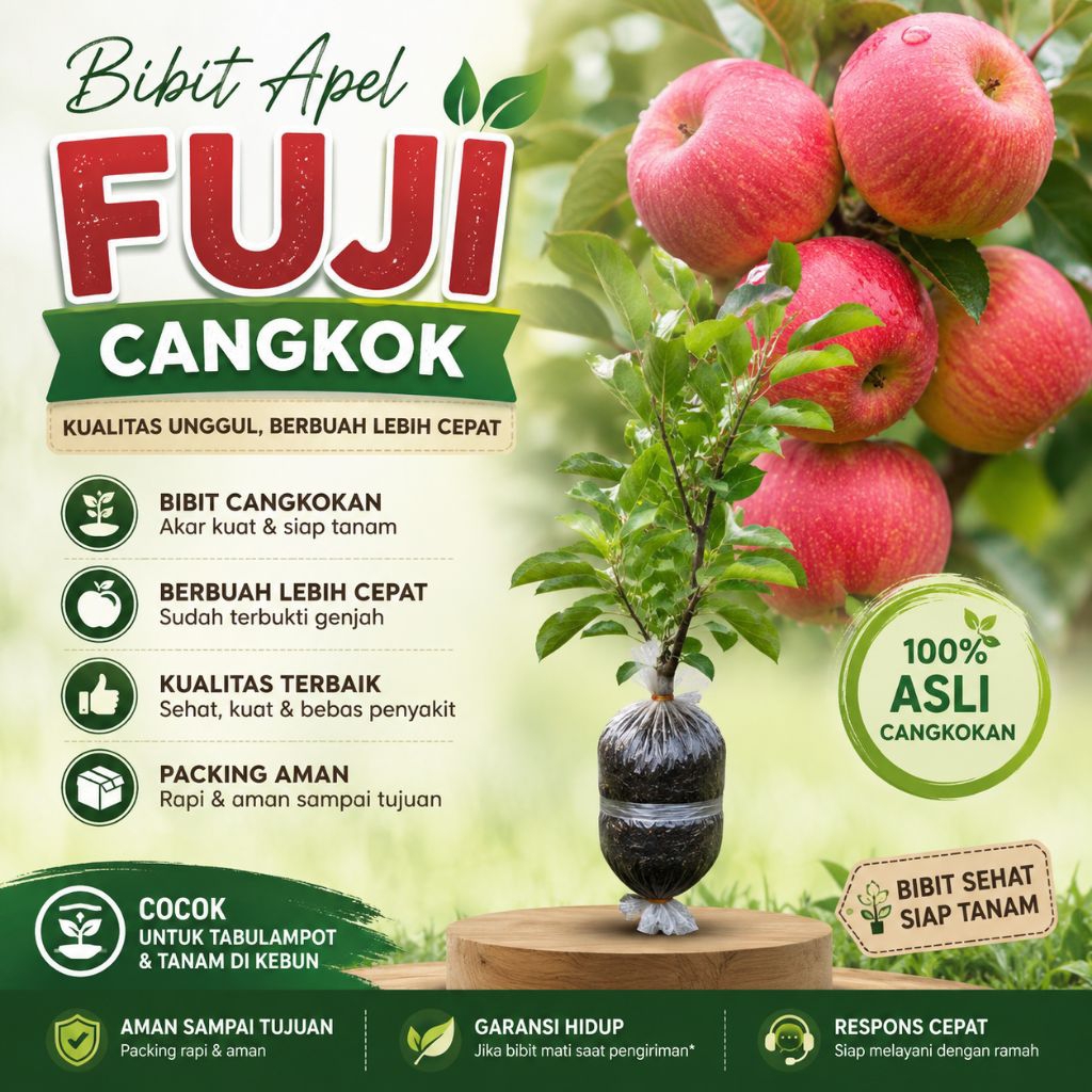 Bibit apel fuji cangkok/ bibit apel fuji berkualitas/ bibit apel fuji