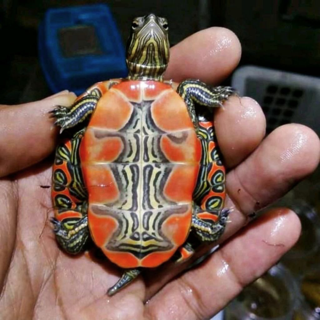 Makanan Pakan Pelet Ikan Kura Kura Picta Belly Painted Turtle Ukuran 6cm Mainan Anak Hiasan Aquarium