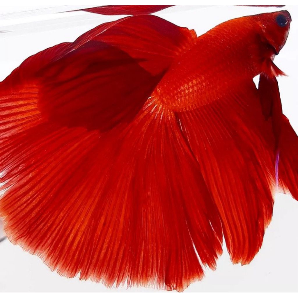 Ikan cupang super red halfmoon