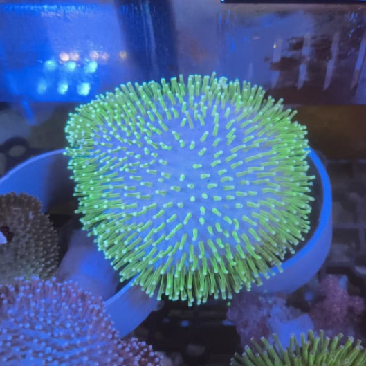 Koral / Coral / Payungan Kendari Ungu Tip Hijau