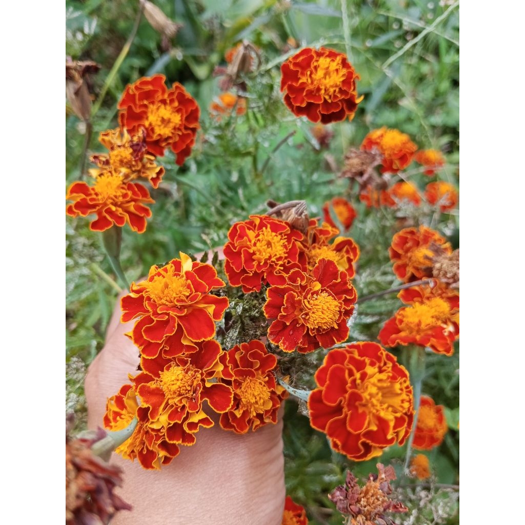 benih bunga marigold