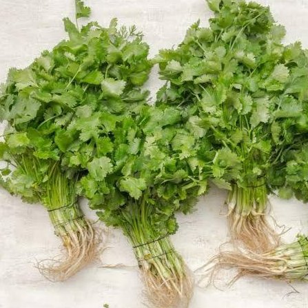 Daun ketumbar, daun ketumbar segar, daun ketumbar fresh