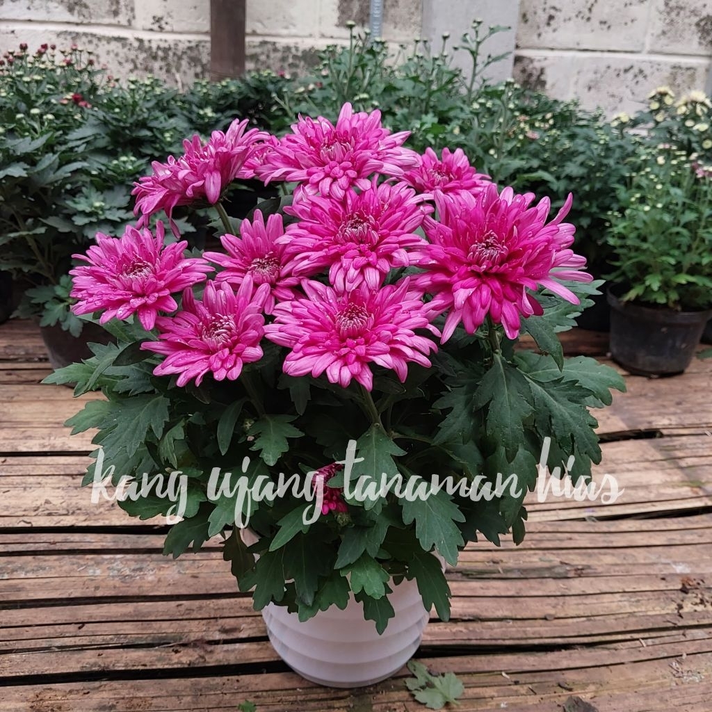 Tanaman Hidup Bunga krisan aster ( SUDAH BERBUNGA BUKAN BERUPA BIBIT )