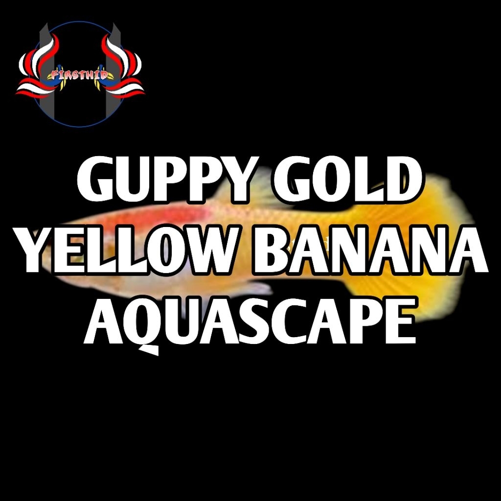 (1P) Aksesoris Akuarium GUPPY Yellow Micarrif Banana Roundtail versi Gold penghias kolam