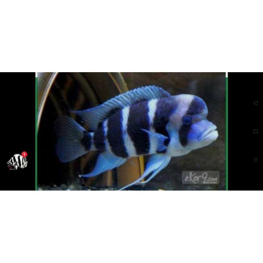 frontosa/Burundi/American/cichlid