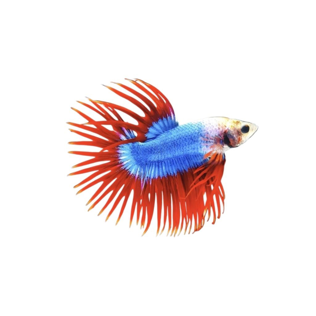 Cupang CT Combi + Crowntail Maskot Grade A+