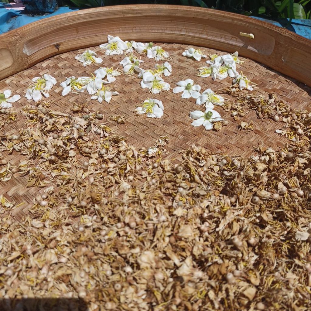 herbal bunga senggani putih