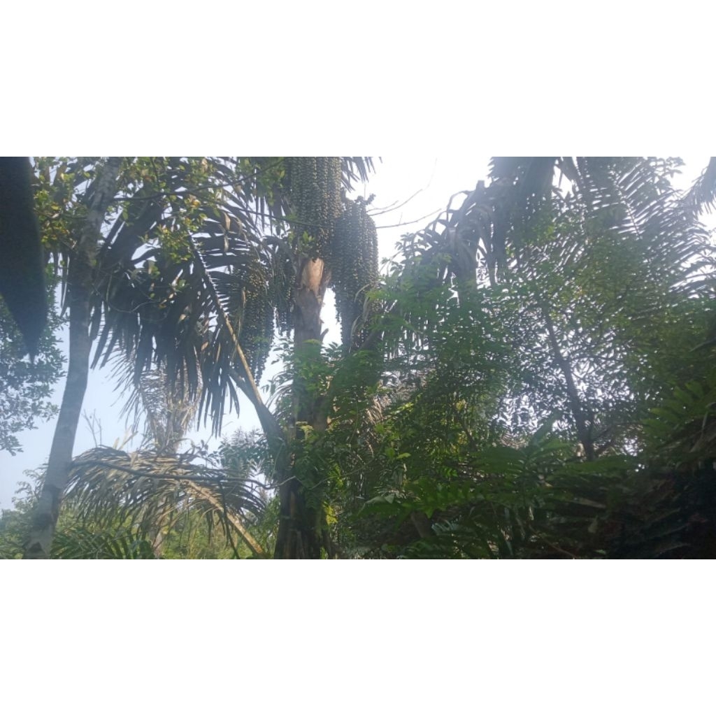 Pohon Aren