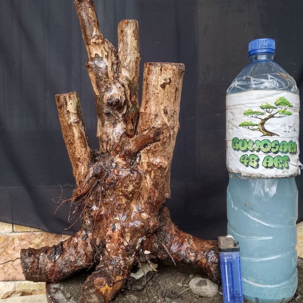 Bahan Bonsai Kibesi Dongkelan Formal Bogel Medium Size Real Pict