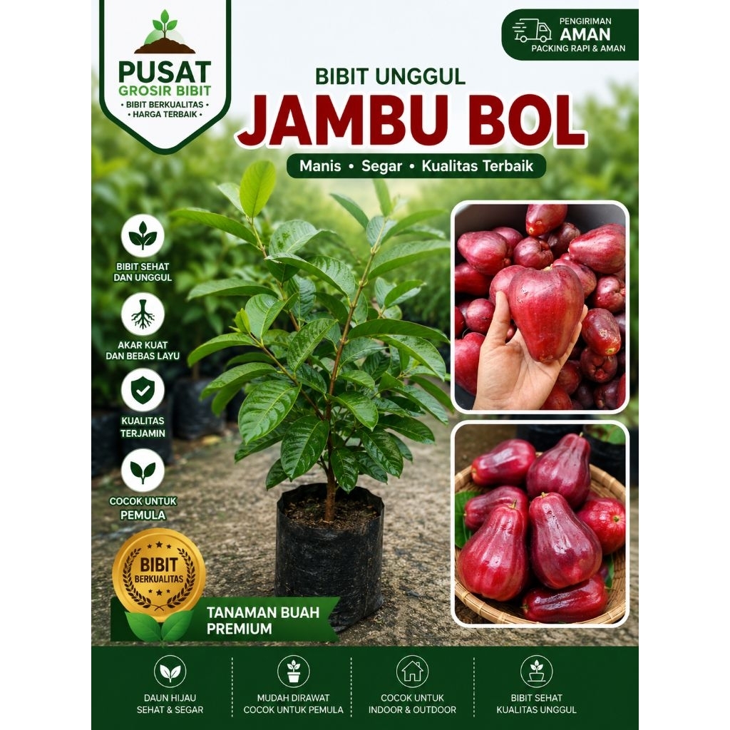 BIBIT JAMBU BOL/JAMBU SEMARANG