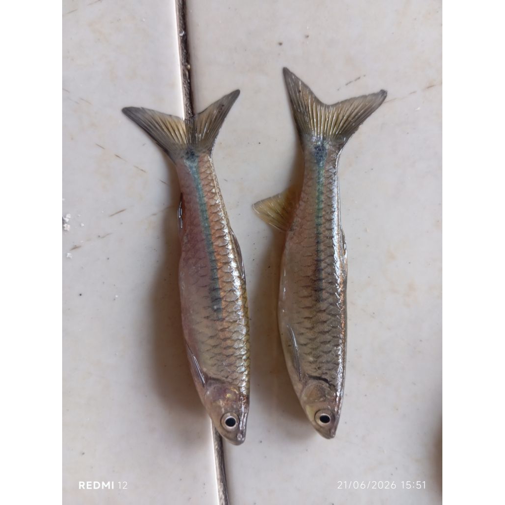 ikan wader pari