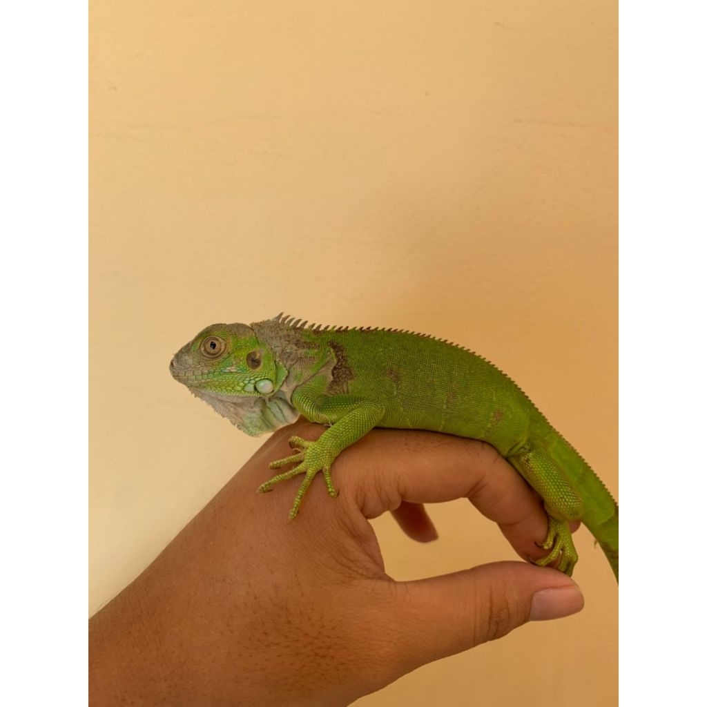 mainan green iguana