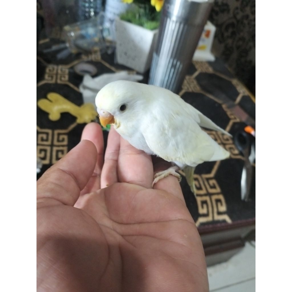 parkit lolohan