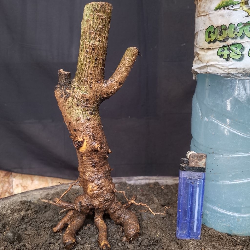 Bahan Bonsai Hokianti Import Bunga Formal Meliuk Small Size Real Pict