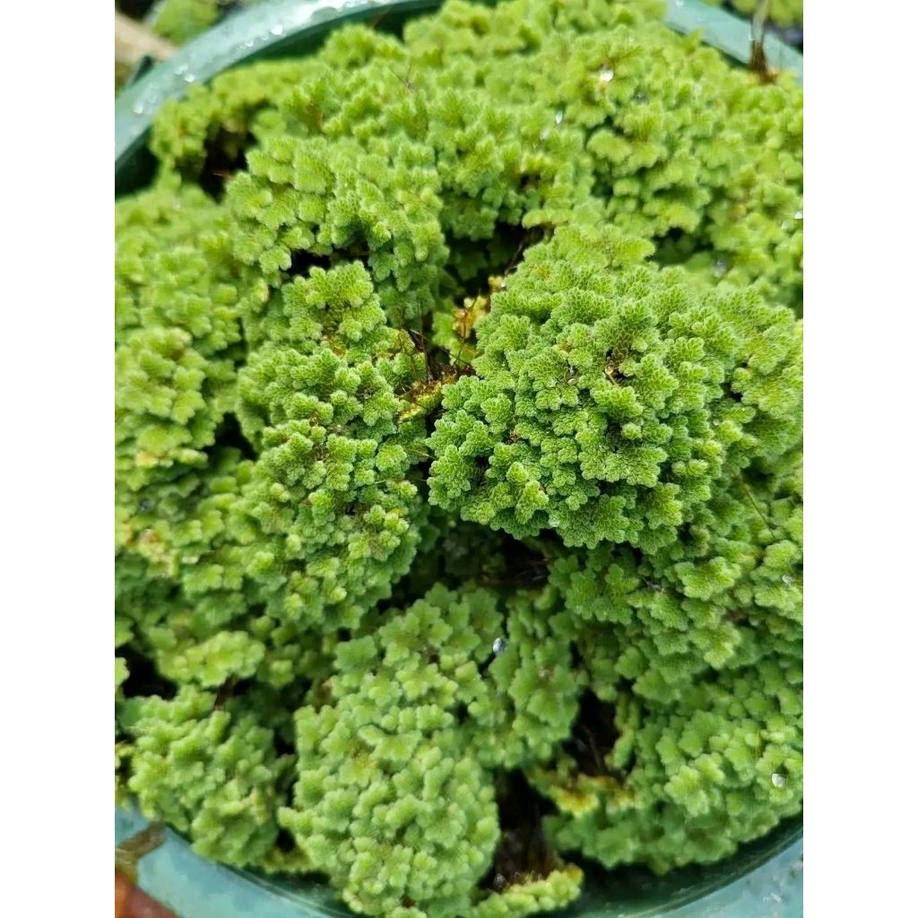 azolla microphyla 1kg//azolla pakan ternak//bibit azolla//azolla//wolfia//lemna//azolla super