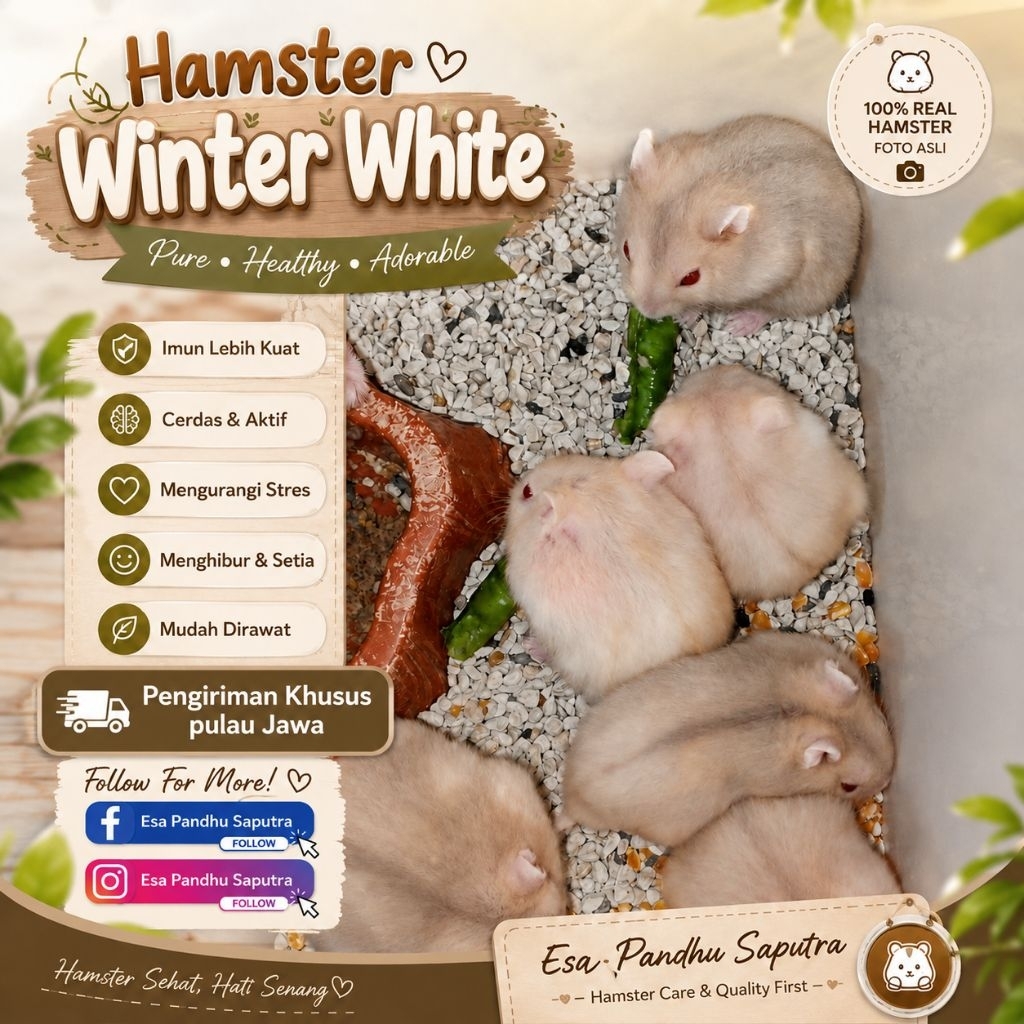Hamster Winter White Golden / Pearl / Shapire / Tiger / Blue Argente / Argente
