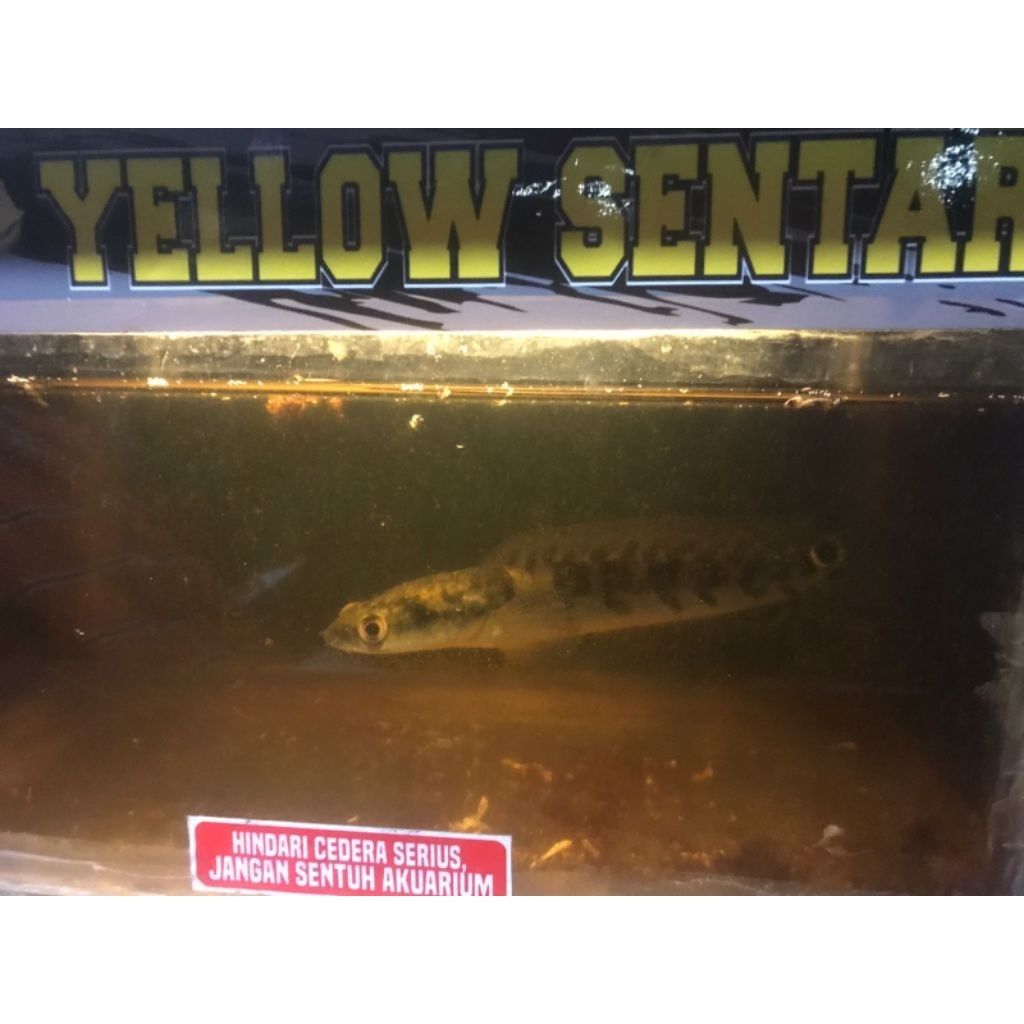 ikan channa maru ys 20cm -yellow sentarum