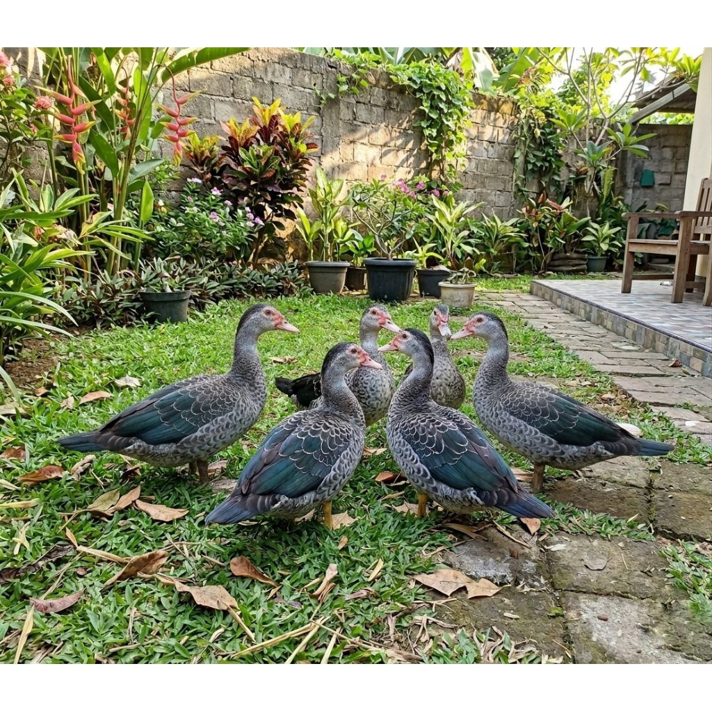 Mentok / Entok Hias JALi Ori usia 4-5 bulan (Betina)