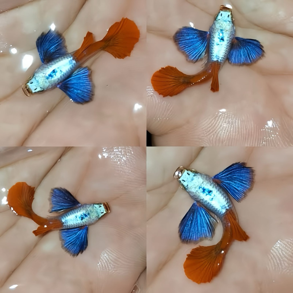 guppy prtde grade A sepasang
