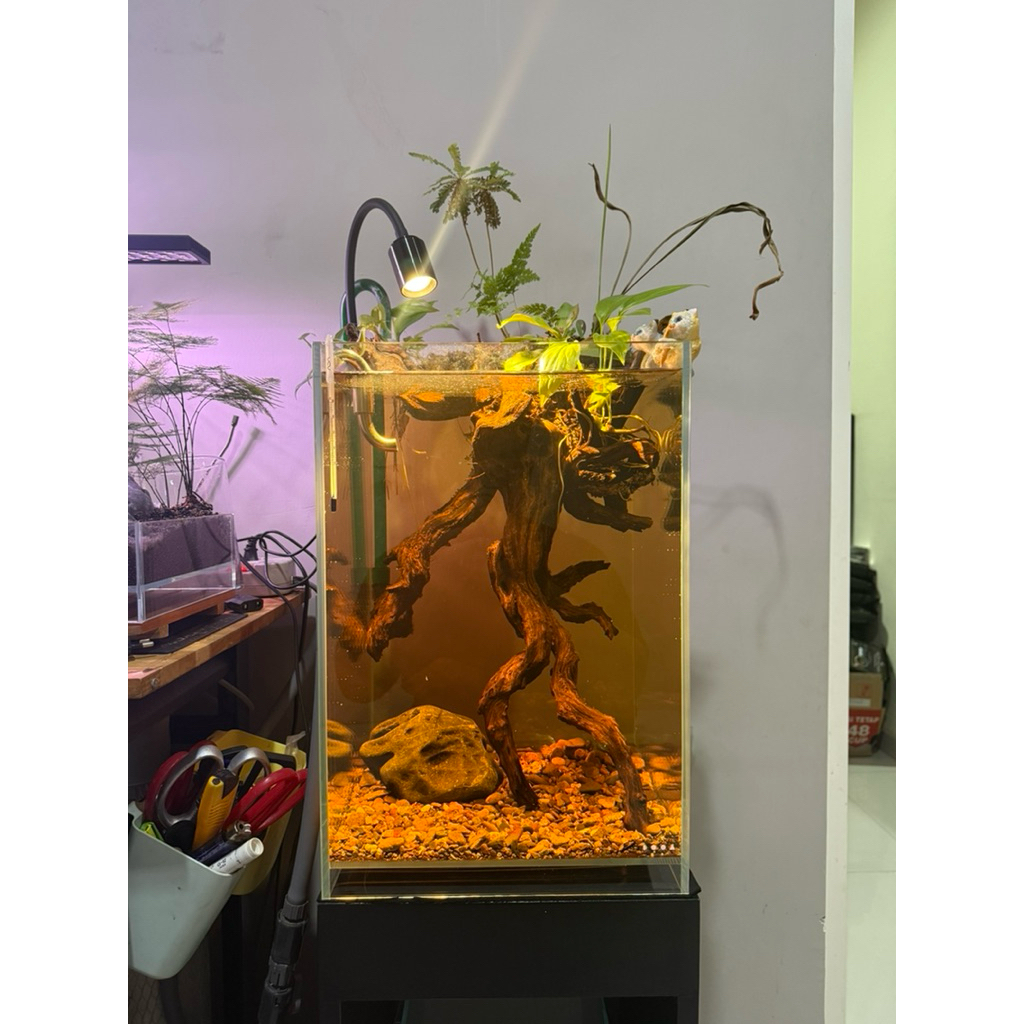 terrarium DOOA optic clear