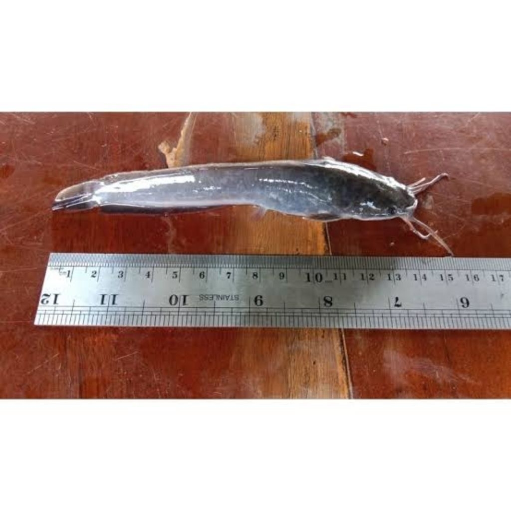 bibit lele ukuran 14-15 cm