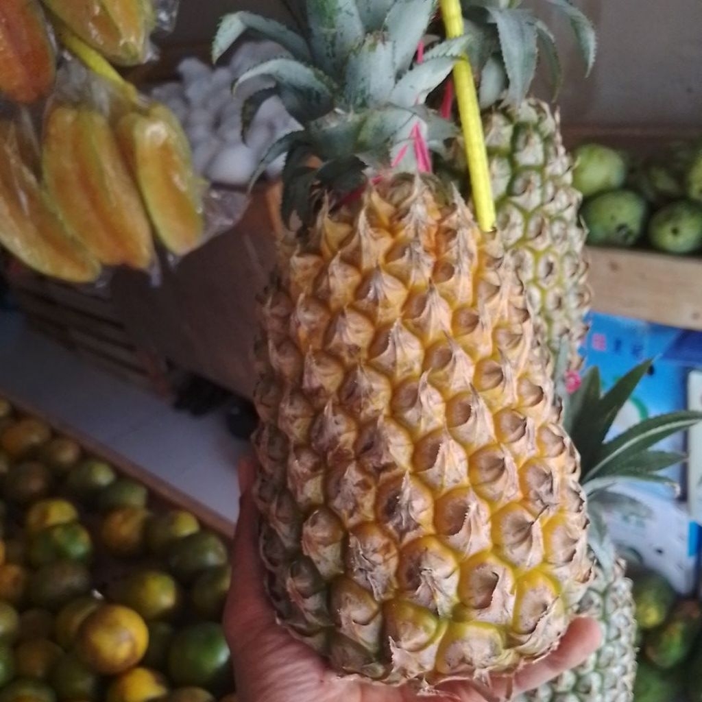 nanas madu Blitar 1 buah jumbo