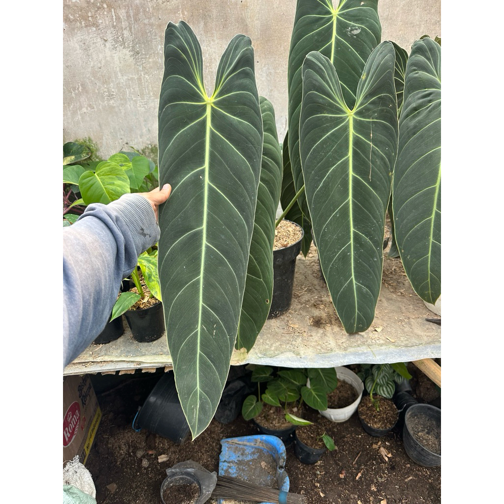 Tanaman Hias Philodendron Melanochrysum Narrow/Melano Narrow