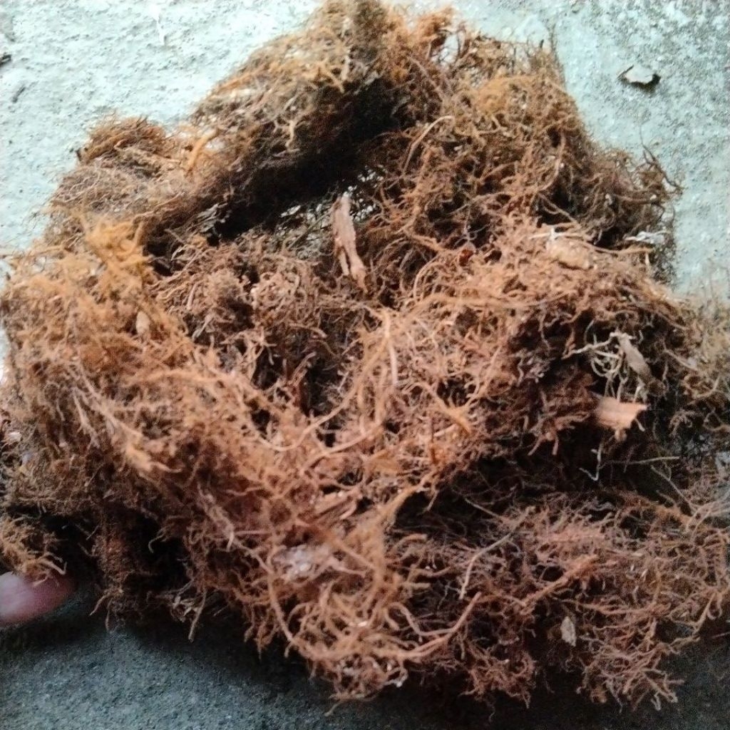 Moss hitam, media  anggrek ,akar kadaka asli.kemasan plastik 1 kg