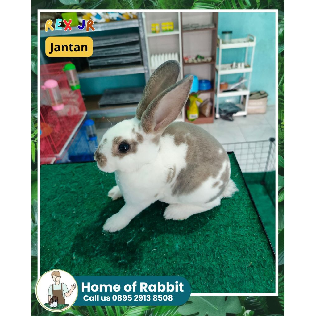 Rex kelinci imut