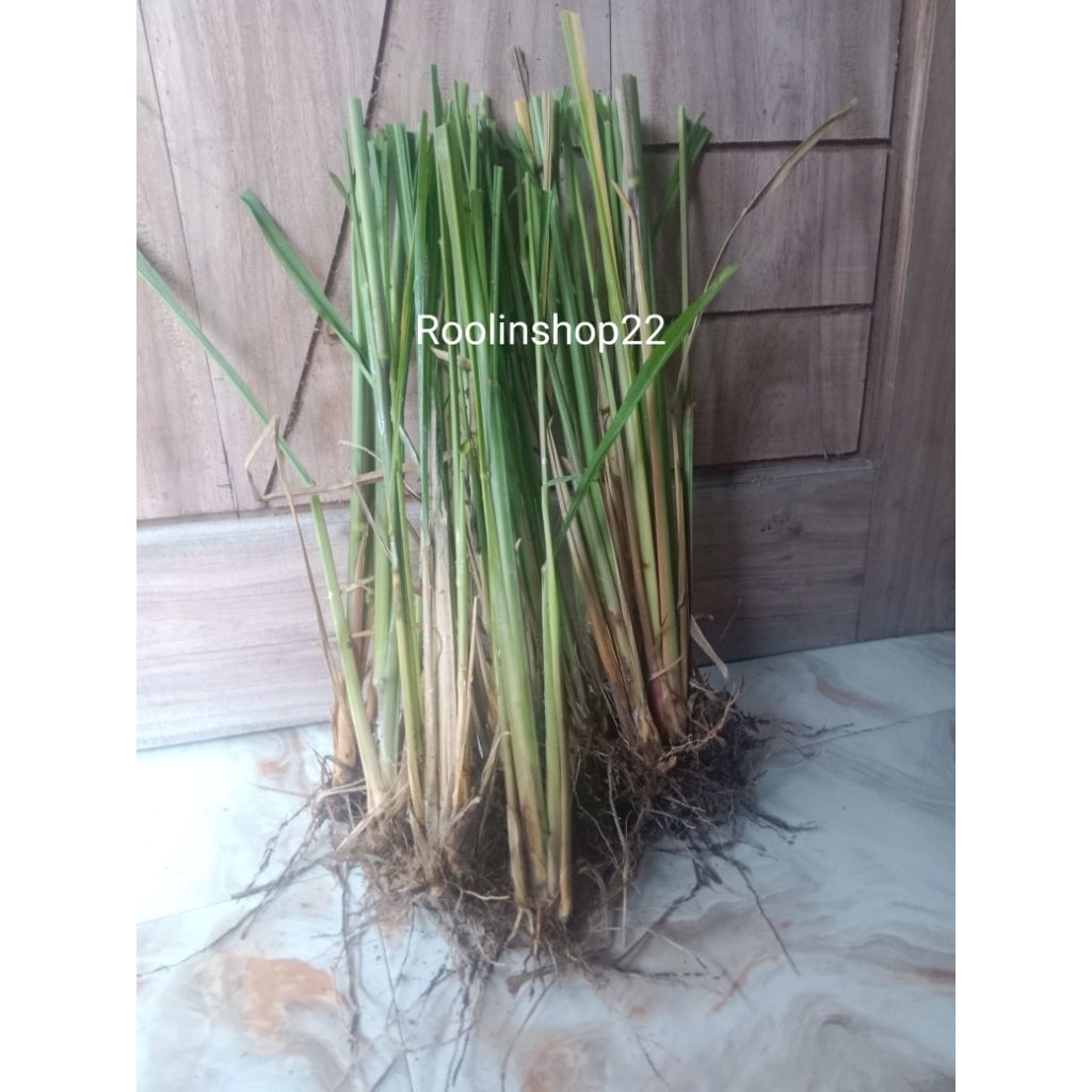 bibit rumput mombaca f1