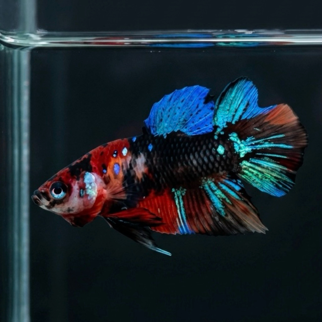 CUPANG / BETTA PKDT MULTI JANTAN (REAL PIC)
