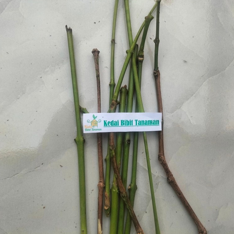 entres jambu air kesuma merah - pucuk tunas jambu air kesuma merah