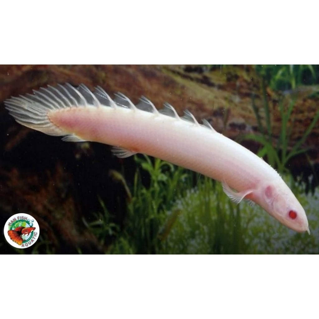 TERLARIS Palmas Albino snakehead(15cm)untuk hiasan akuarium