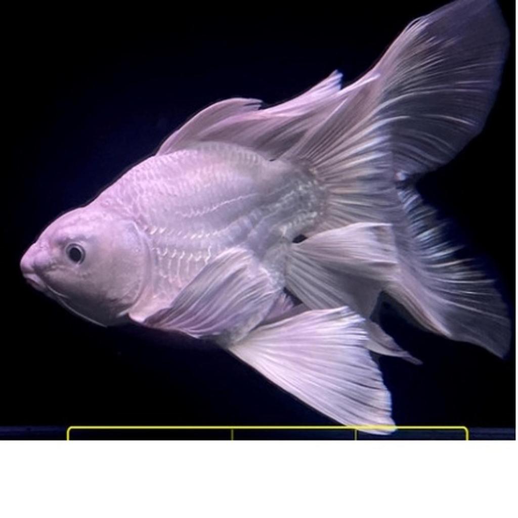 Ikan Hias Butterfly Koi SB Platinum Import huidelong Ikan Hias Air Tawar Aquarium Kolam