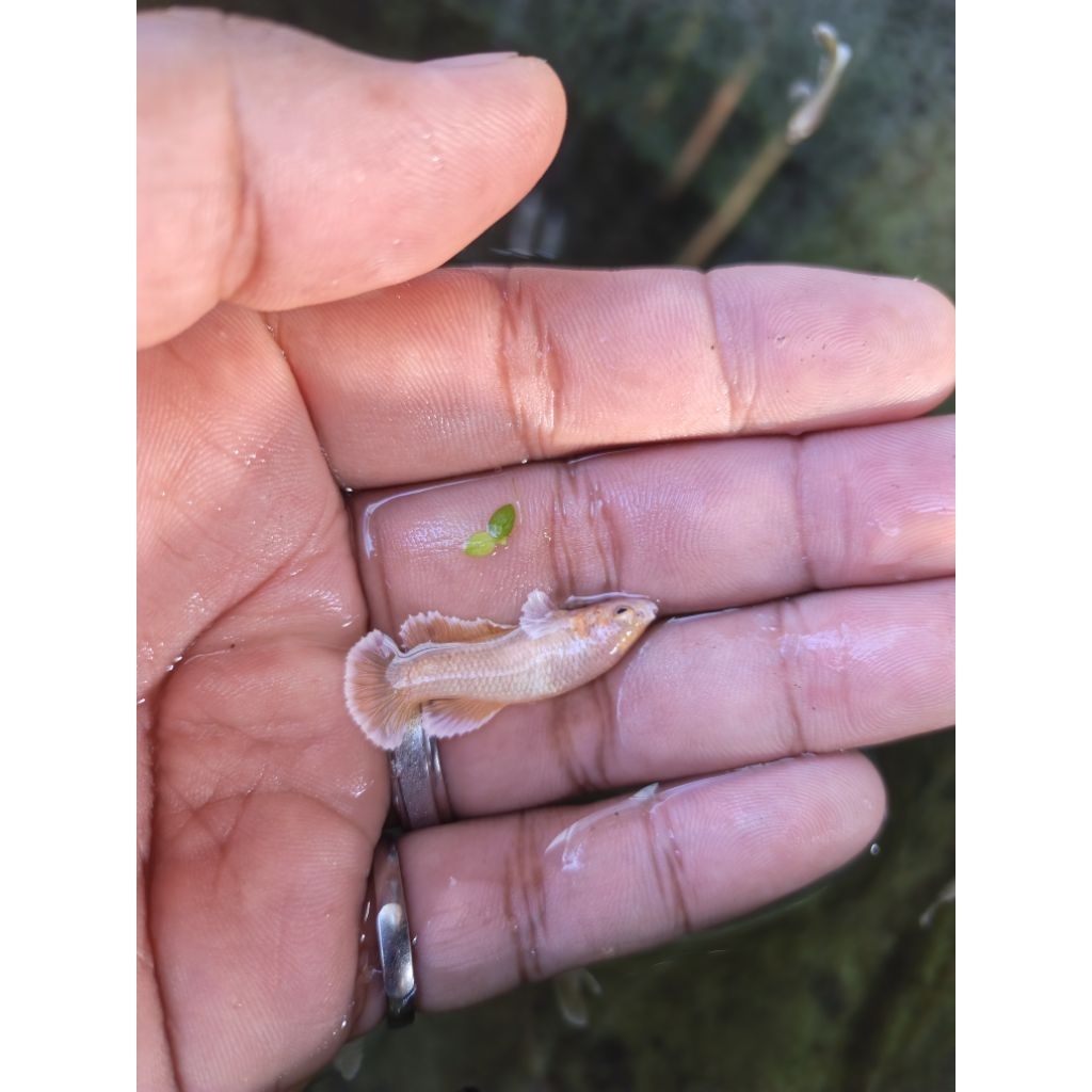 dumbo ear GOLD by betta bangka