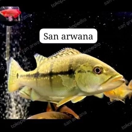 link Pbass xingu pure tankmate
