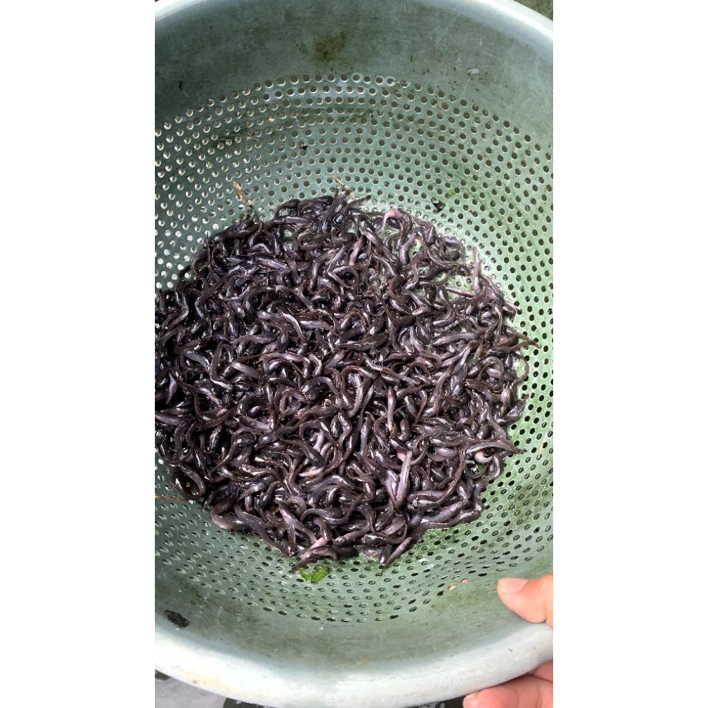 bibit ikan lele 100 biji + bonus