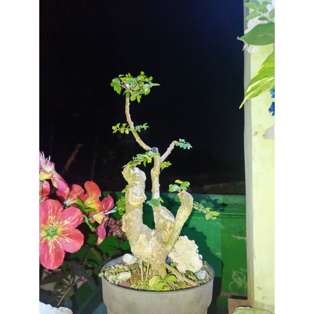 Bahan Bonsai Serut Matang Karakter Tua Unik | Bakalan Bonsai Ki Serut Hidup Subur Murah
