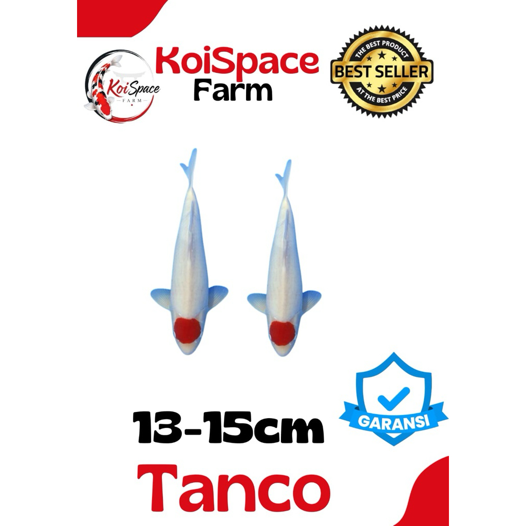 TANCO Sepasang Koi Blitar sz 13-15cm