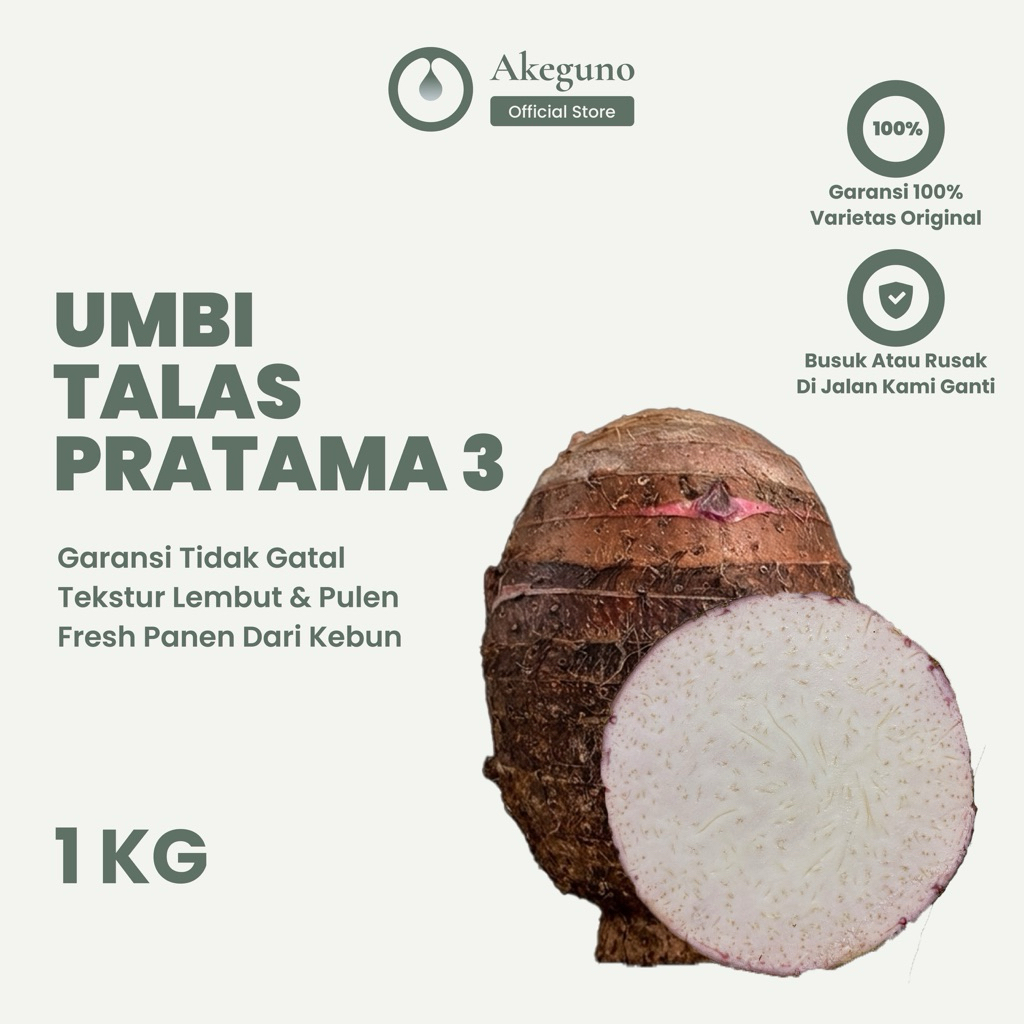 Umbi Talas Pratama 3