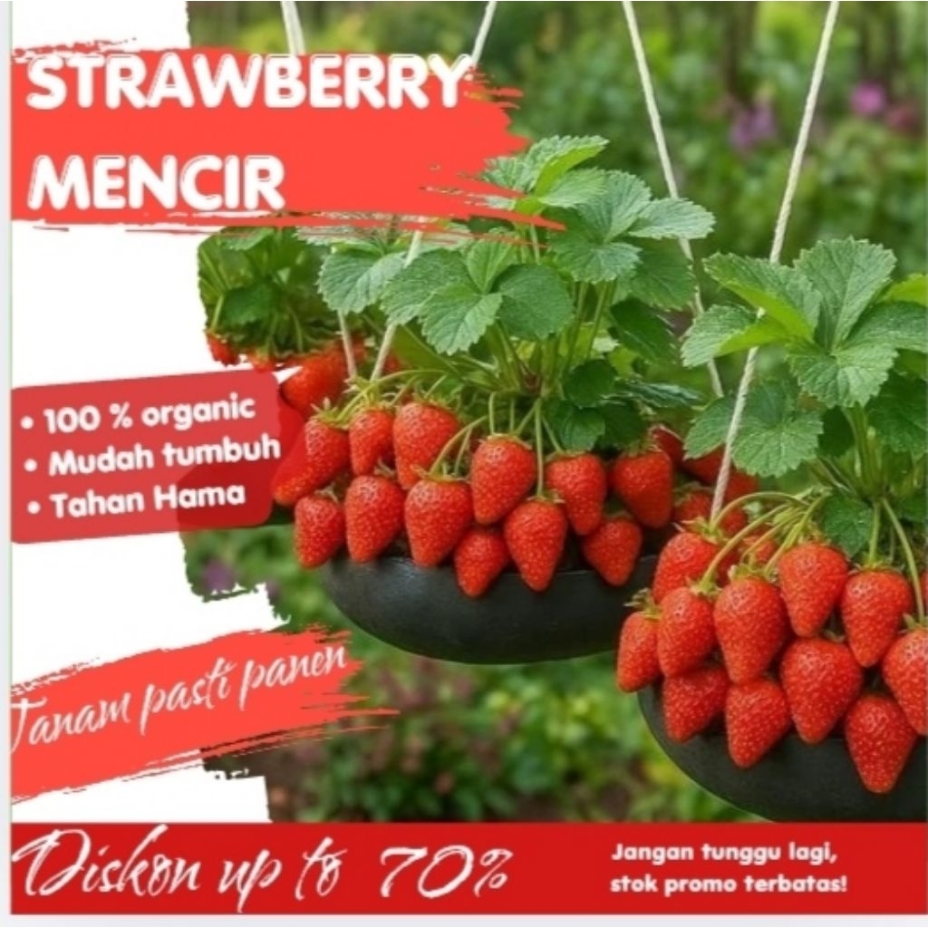 Benih Strawberry Mencir F1 Hibrida