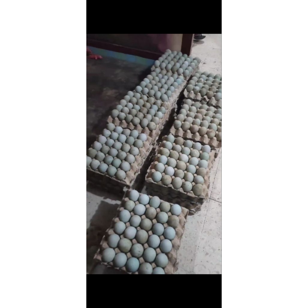 telur asin masir