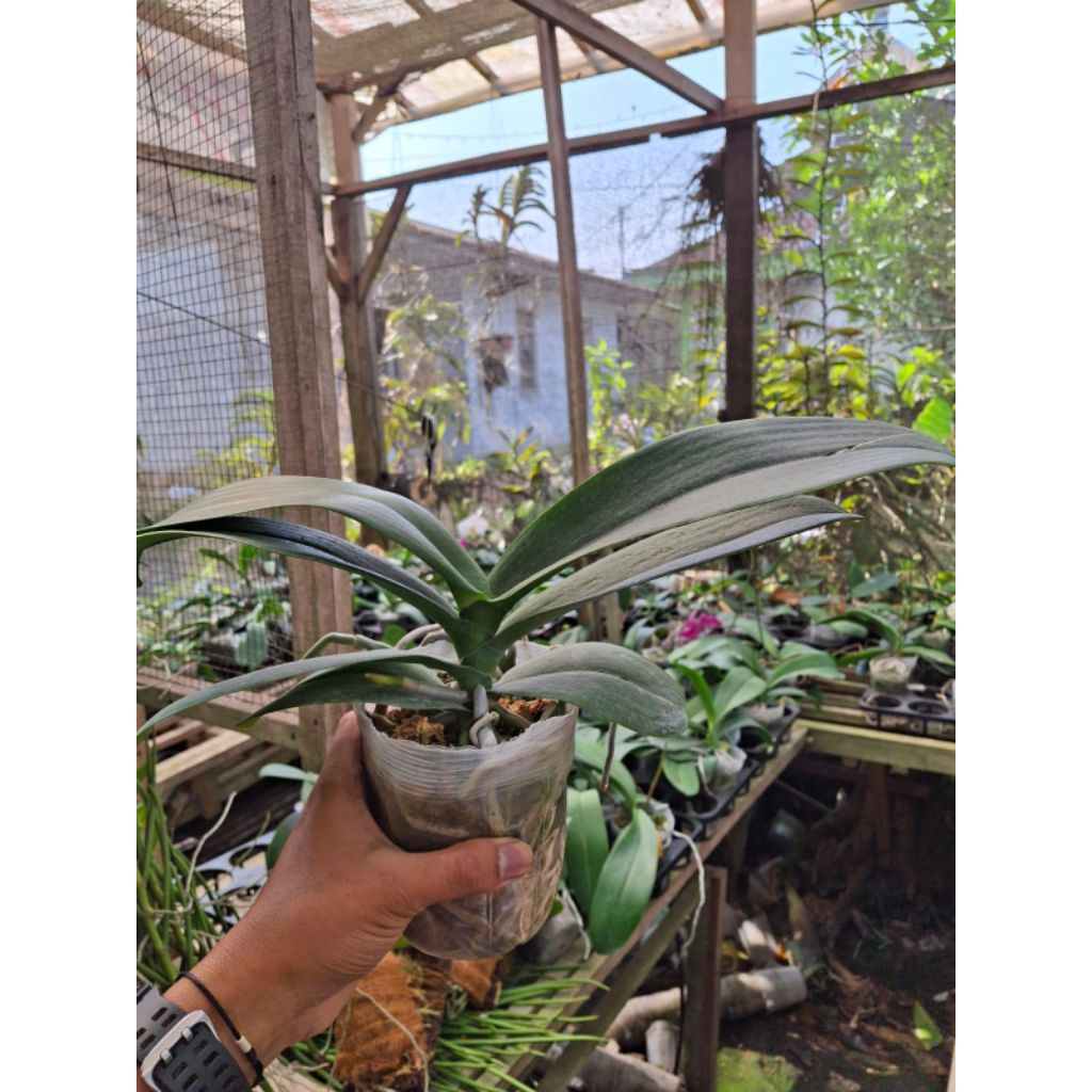 1 pot angbul dewasa siap bunga