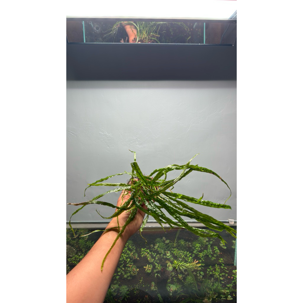 Kadaka Trident full daun air