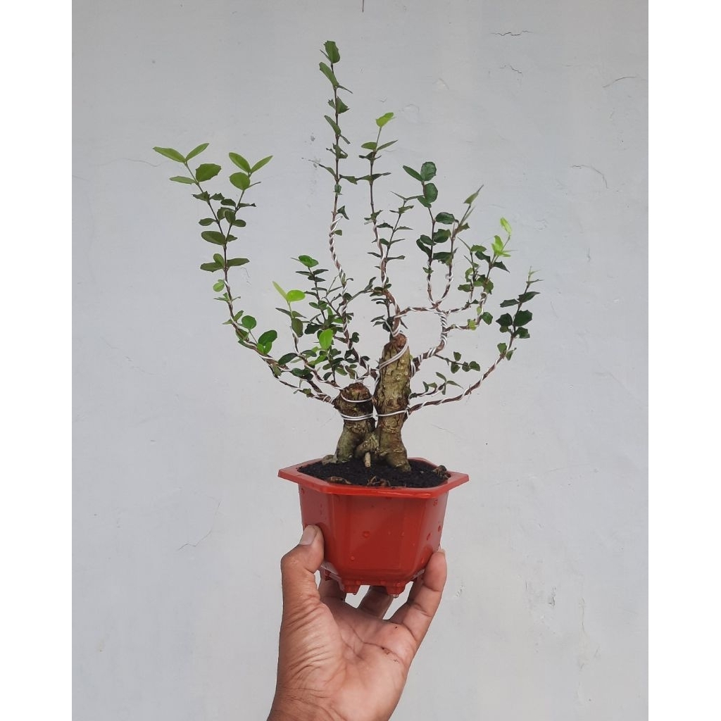 bonsai mirten duri realpict asli